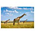 Papermoon Premium collection Fototapete Trio-Giraffen 