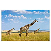 Papermoon Premium collection Fototapete Trio-Giraffen (B x H: 450 x 280 cm, Vlies) | BAUHAUS