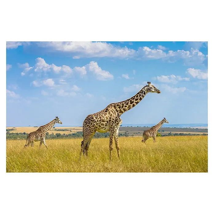 Papermoon Premium collection Fototapete Trio-Giraffen - B x H: 250 x 186 cm, Vlies - Eine Giraffengruppe durchstreift die weite Savanne unter einem strahlend blauen Himmel mit sanften Wolken.