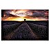 Papermoon Premium collection Fototapete Lavendel-Sunset 