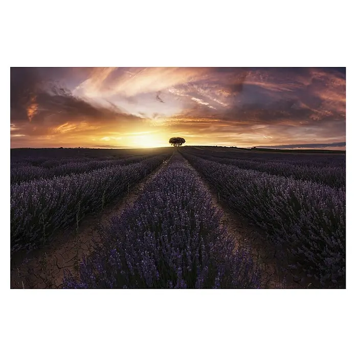 Papermoon Premium collection Fototapete Lavendel-Sunset - B x H: 200 x 149 cm, Vlies - Abenddämmerung über einem Lavendelfeld mit einem einzelnen Baum in der Ferne, der eine friedliche und ruhige Szene zeigt.