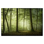 Papermoon Premium collection Fototapete Geheimnisvoller Frühling (B x H: 250 x 186 cm, Vlies) | BAUHAUS