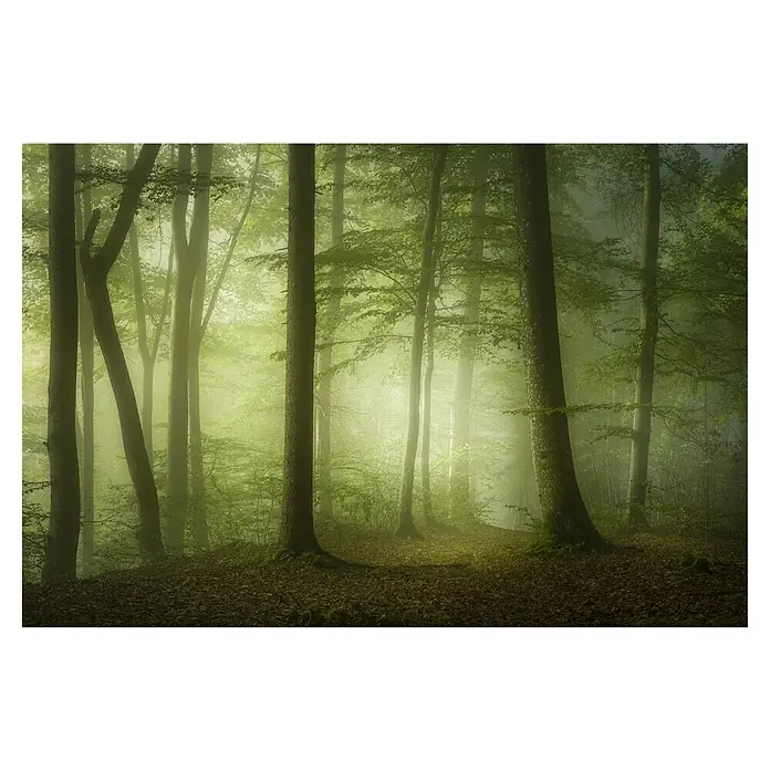 Papermoon Premium collection Fototapete Geheimnisvoller Frühling - B x H: 300 x 223 cm, Vlies - Mystischer Wald im Nebel: Eine stimmungsvolle Aufnahme von hohen Bäumen und sanftem Licht, die eine ruhige und geheimnisvolle Atmosphäre erzeugt.
