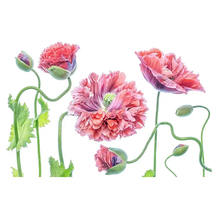 Papermoon Premium collection Fototapete Schick - B x H: 500 x 280 cm, Vlies - Nahaufnahme mehrerer pinkfarbener und rot-orangefarbener Mohnblumen mit grünen Stielen und Blättern, einige in voller Blüte, andere als Knospen.