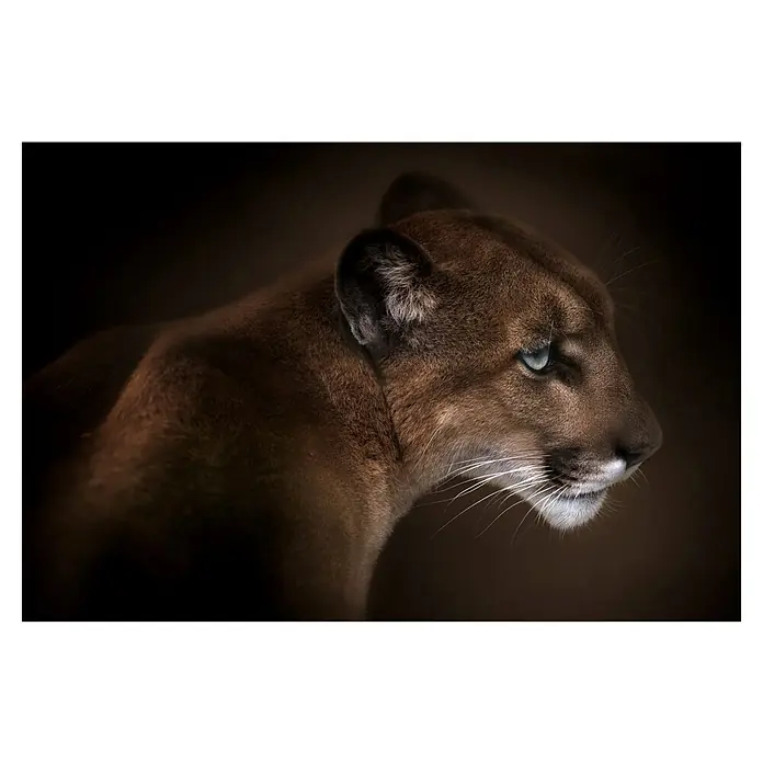 Papermoon Premium collection Fototapete Puma - B x H: 350 x 260 cm, Vlies - Nahaufnahme eines majestätischen Pumas mit durchdringenden Augen, der seine wilde Schönheit und Kraft in dunklem Licht zeigt.