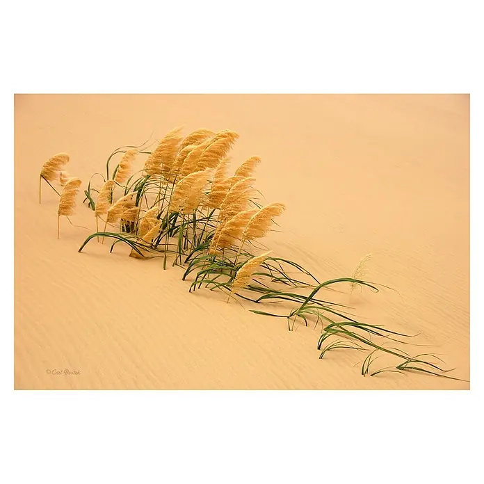 Papermoon Premium collection Fototapete Schilf in Wandüne - B x H: 500 x 280 cm, Vlies - Gräser und Halme trotzen dem Wind in der Sanddünenlandschaft und bieten einen einzigartigen Kontrast.