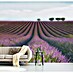 Papermoon Premium collection Fototapete Velours de lavender 