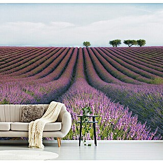 Papermoon Premium collection Fototapete Velours de lavender (B x H: 450 x 280 cm, Vlies)