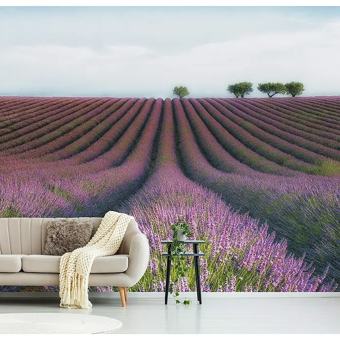 Papermoon Premium collection Fototapete Velours de lavender - B x H: 400 x 260 cm, Vlies - Elegante Wandtapete mit Lavendelfeld-Motiv, die jedem Raum einen Hauch von Provence-Charme verleiht und für ein entspanntes Ambiente sorgt.