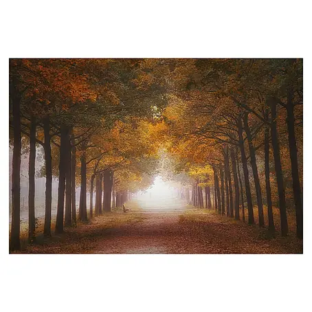 Papermoon Premium collection Fototapete Nebeliger Herbstraum