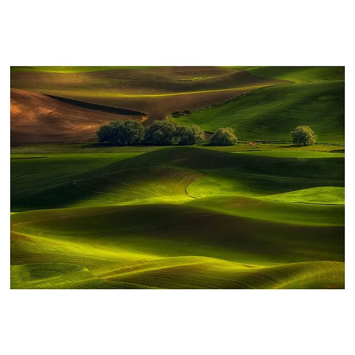 Papermoon Premium collection Fototapete Frühling im Palouse - B x H: 500 x 280 cm, Vlies - Sanfte grüne Hügel werden durch Sonnenlicht und Schatten in diesem malerischen Landschaftsbild hervorgehoben, das die Schönheit der Natur zeigt.