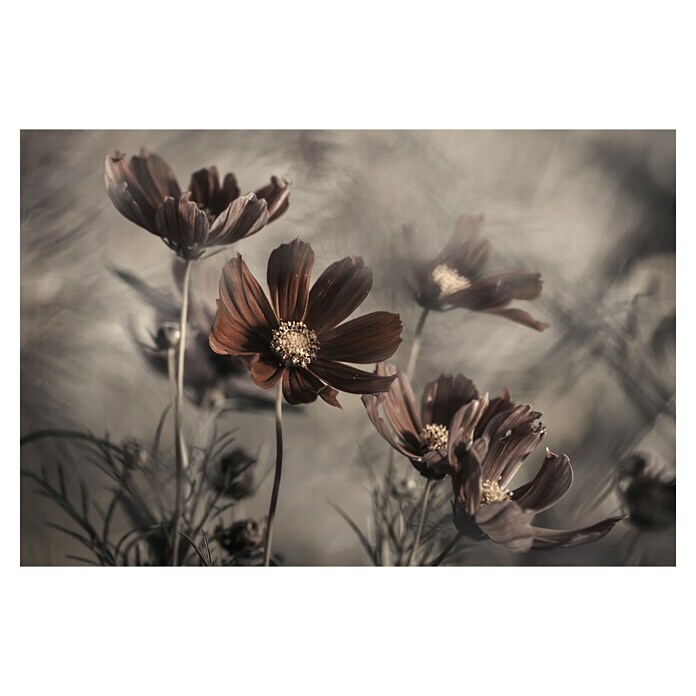 Papermoon Premium collection Fototapete Blume triste (B x H: 500 x 280 cm, Vlies) | BAUHAUS