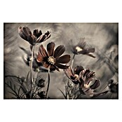 Papermoon Premium collection Fototapete Blume triste (B x H: 400 x 260 cm, Vlies) | BAUHAUS