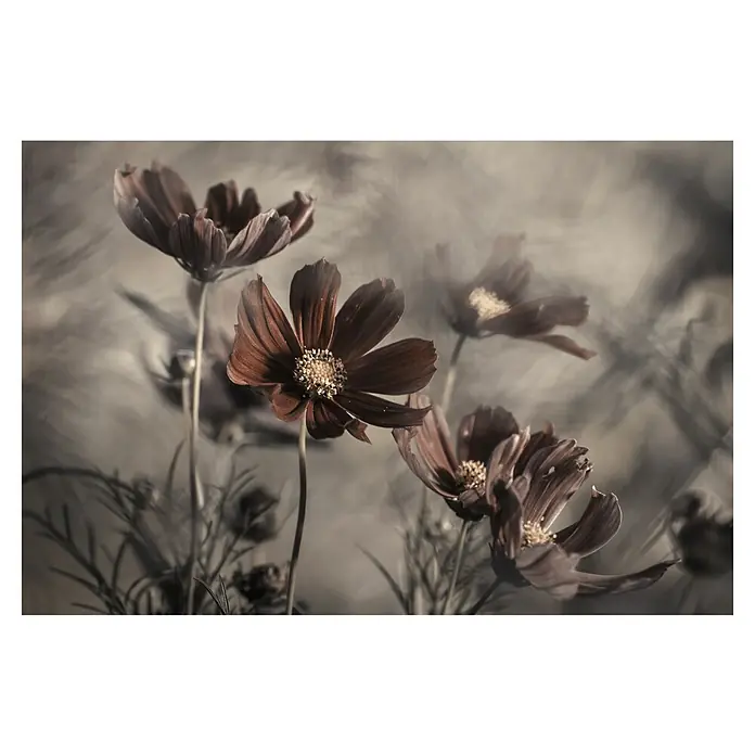 Papermoon Premium collection Fototapete Blume triste - B x H: 350 x 260 cm, Vlies - Nahaufnahme von zarten, dunkelroten Kosmeenblüten, die eine sanfte Eleganz und ästhetische Schönheit ausstrahlen.