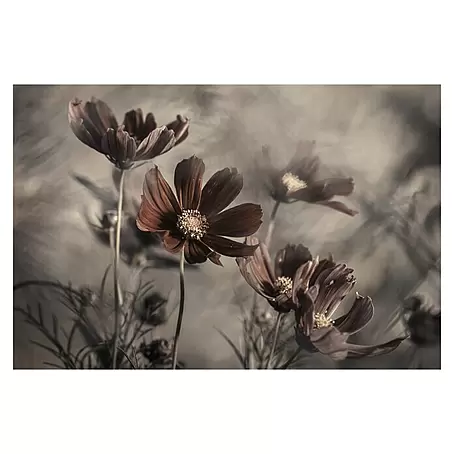 Papermoon Premium collection Fototapete Blume triste