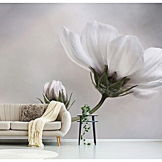 Papermoon Premium collection Fototapete Einfach Kosmos (B x H: 450 x 280 cm, Vlies)