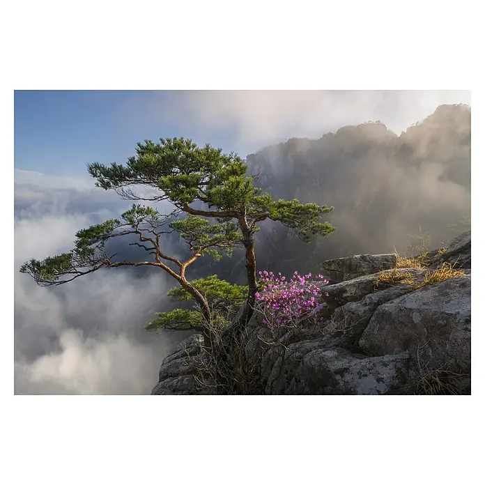 Papermoon Premium collection Fototapete Traumtänzerin - B x H: 200 x 149 cm, Vlies - Majestätische Kiefer trotzt den Elementen auf felsigem Gipfel mit üppigen rosa Blüten und sanften Nebel, die eine ruhige, natürliche Szene schaffen.