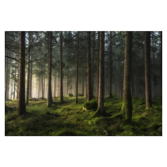 Papermoon Premium collection Fototapete Waldgeflüster Frühling - B x H: 300 x 223 cm, Vlies - Stimmungsvoller Wald: Dichte Baumreihen in üppigem Grün und sanftem Licht, eine ruhige und geheimnisvolle Waldszene.