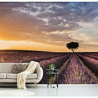 Papermoon Premium collection Fototapete Ziel-Lavendel (B x H: 300 x 223 cm, Vlies)