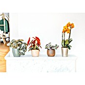 Piardino Forellenbegonie (Begonia maculata, Topfgröße: 12 cm, Weiß) | BAUHAUS
