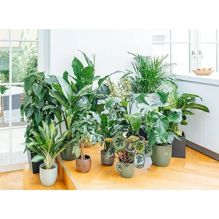 Piardino Kolbenfaden - Aglaonema commutatum in Sorten, Topfgröße: 17 cm - Eine üppige Ansammlung von Zimmerpflanzen, darunter Monstera und Friedenslilie, in verschiedenen Töpfen auf einem Holzboden.