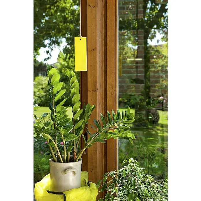 Neudorff Gelbtafeln - 7 Stk. - Gelbe Leimfalle hängt in der Nähe einer Zimmerpflanze, um Schädlinge zu fangen. Das Produkt ist für den Einsatz im Haus und im Garten geeignet.