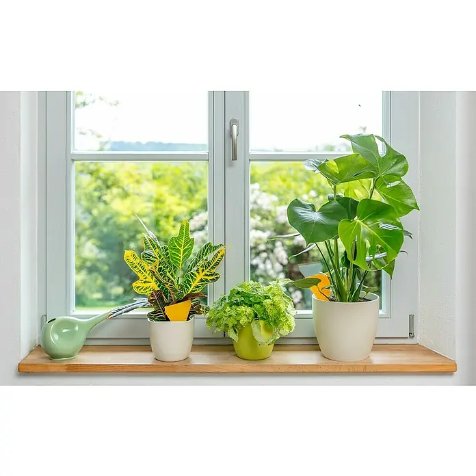 Neudorff Gelb-Sticker - 10 Stk. - Fensterbrett mit Croton, Mini-Grünpflanze, Monstera Zimmerpflanze, grüner Gießkanne, weißen Topfen vor einem sonnigen Fenster mit Gartenblick.