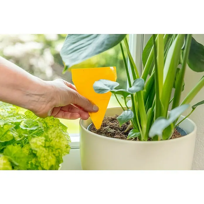 Neudorff Gelb-Sticker - 10 Stk. - Gelber Insektenleim-Streifen im Topf mit Zimmerpflanze, um Schädlinge zu fangen. Schädlingsbekämpfung für gesunde Pflanzen im Innenbereich.