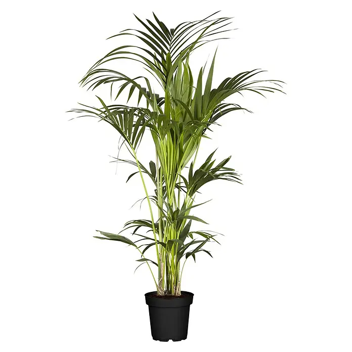Piardino Kentiapalme - Howea forsteriana, Topfgröße: 21 cm - Zimmerpflanze Areca-Palme in schwarzem Topf, üppiges Grün für Innenräume, bringt tropisches Flair in jeden Raum.