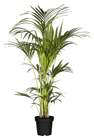 kunstpflanzen holland Kopu® Kunstpflanze Split Philodendron 180 cm - 23 Blätter main image 1