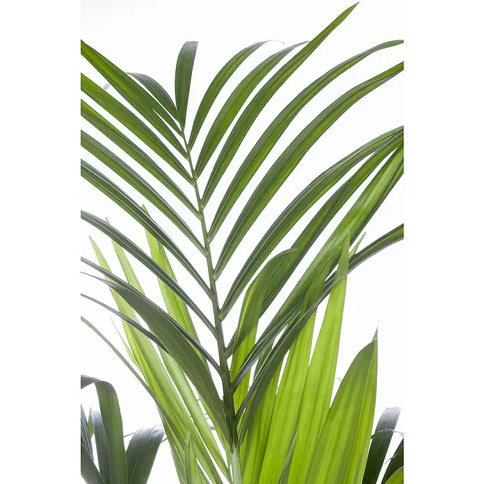 Piardino Kentiapalme - Howea forsteriana, Topfgröße: 21 cm - Detailaufnahme einer Kentia-Palme mit ihren eleganten, grünen Blättern, die eine exotische und beruhigende Atmosphäre schafft.
