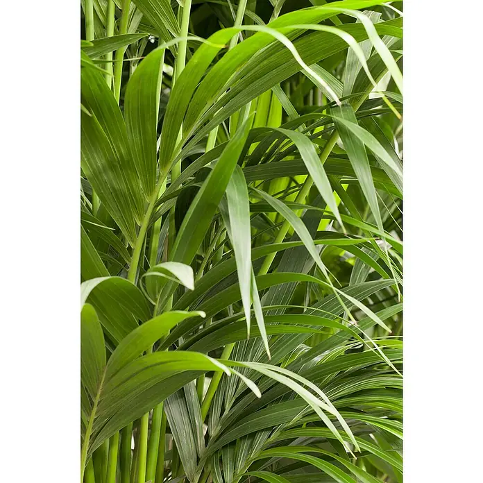 Piardino Kentiapalme - Howea forsteriana, Topfgröße: 21 cm - Nahaufnahme üppiger grüner Kentia-Palmenblätter, die Frische und tropische Eleganz in Innenräume bringen. Perfekt für ein natürliches Ambiente.