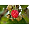 Himbeere (Rubus idaeus Autumn Bliss, Erntezeit: August) | BAUHAUS