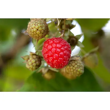 Himbeere
