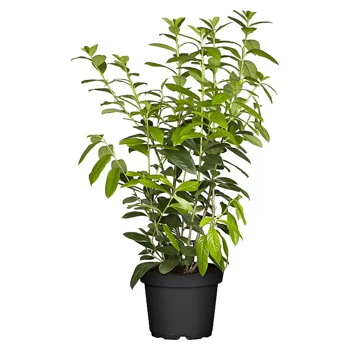 Piardino Kirschlorbeer in Sorten gemischt - 80 cm, Prunus laurocerasus, Topfvolumen: 5 l - Vorderansicht