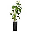 Himbeere Bio (Rubus idaeus 'Golden Everest', Erntezeit: August) | BAUHAUS