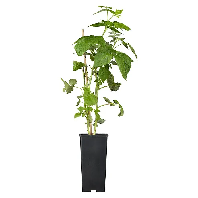 Himbeere Bio - Rubus idaeus 'Golden Everest', Erntezeit: August - Eine Topfpflanze mit grünen Blättern und einem braunen Stab zur Unterstützung, die in einem schwarzen Kunststofftopf steht.
