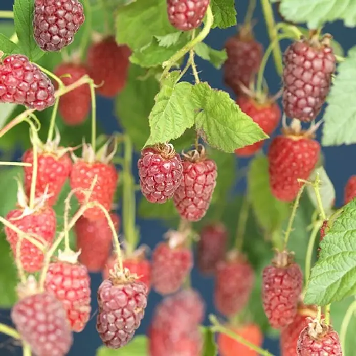 Taybeere BioRubus fruticosus x idaeus, Erntezeit: Juli - Nahaufnahme von Himbeeren, die an einem Strauch wachsen und ihre leuchtend rote Farbe und saftige Textur zeigen.