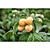 Himbeere Bio 