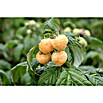 Himbeere Bio (Rubus idaeus 'Golden Everest', Erntezeit: August) | BAUHAUS