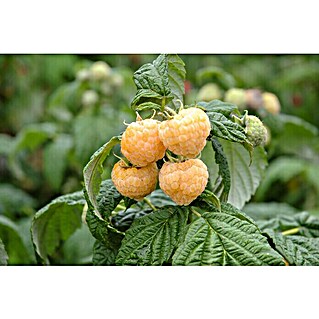 Himbeere Bio (Rubus idaeus 'Golden Everest', Erntezeit: August - Oktober)