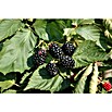 Brombeere Bio - Thornless Evergreen (Rubus fruticosus, Erntezeit: August, Topfvolumen: 2 l) | BAUHAUS
