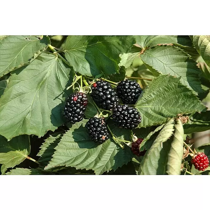 Brombeere Bio - Thornless Evergreen - Rubus fruticosus, Erntezeit: August, Topfvolumen: 2 l - Reife und unreife Brombeeren an einem Blattbusch, bereit zur Ernte.