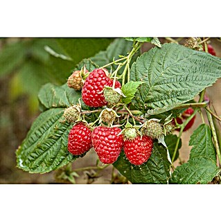 Himbeere Bio (Rubus idaeus 'Zefa', Erntezeit: August - Oktober)