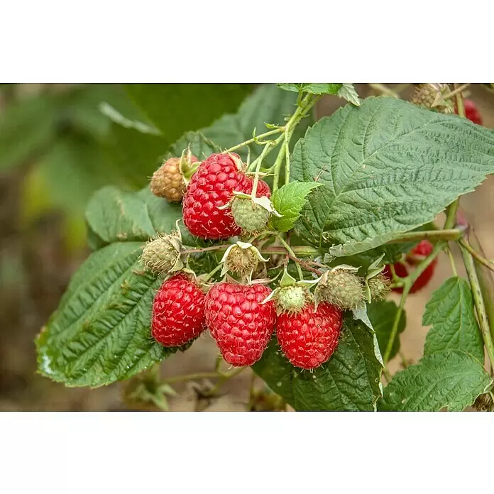 Himbeere BioRubus idaeus 'Zefa', Erntezeit: August