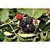 Brombeere Bio - 'Black Satin' 