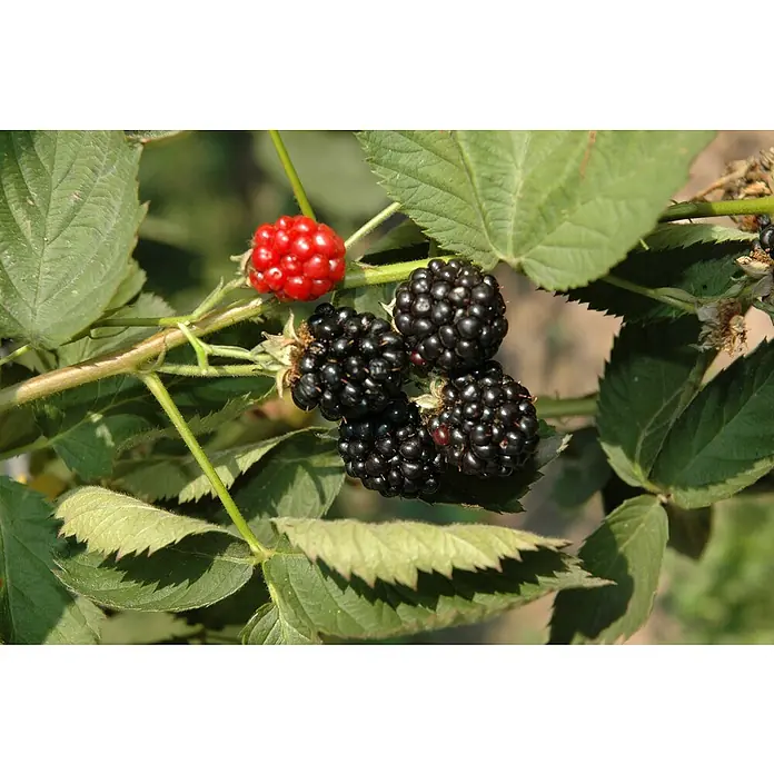 Brombeere Bio - 'Black Satin' - Rubus fruticosus, Erntezeit: August - Nahaufnahme von Brombeeren, einige reif (schwarz) und eine unreife (rot), inmitten grüner Blätter am Strauch.