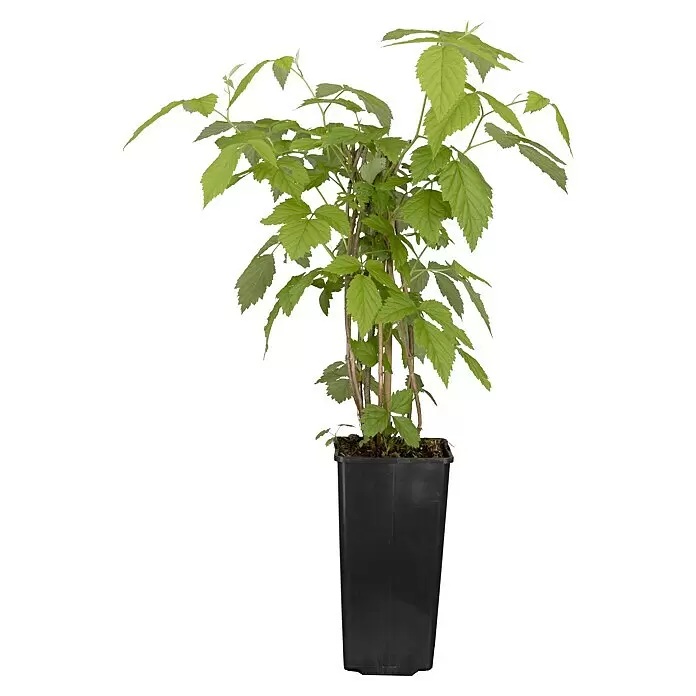 Himbeere BioRubus idaeus 'Zefa', Erntezeit: August