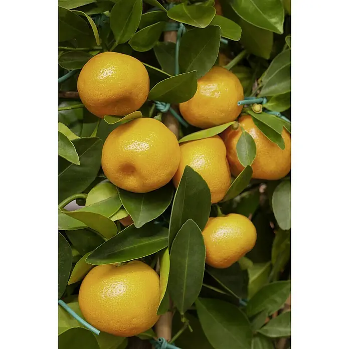 Piardino Calamondin-Orange - Citrofortunella microcarpa, Topfgröße: 20 cm - Nahaufnahme von Mandarinen, die an einem Baum mit glänzenden grünen Blättern wachsen. Die Mandarinen haben eine leuchtend orange Farbe.