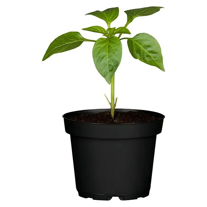 Piardino Paprika - Capsicum annuum, 9 cm, Erntezeit: August, Farbe Frucht: Grün - Junger Paprika-Sämling in einem schwarzen Topf. Ideal für den Start des Gemüseanbaus. Der Sämling ist ein vielversprechendes Exemplar.